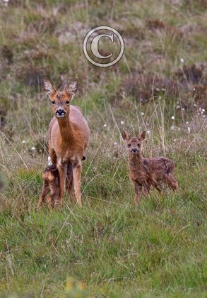 Roe Deer Doe With Fawns DM0537